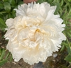 Bowl of Cream Peony