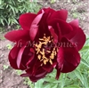 Buckeye Belle Peony