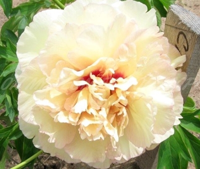 Callie's Memory ITOH Peony