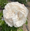 Carl G Klehm Peony