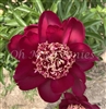 Celebration Peony