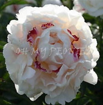 Chinook Peony