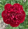 Christmas Velvet Peony