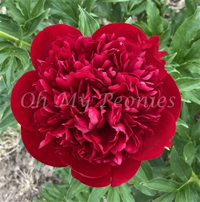 Christmas Velvet Peony