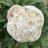 Colonel Owen Cousins Peony