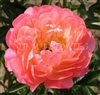 Coral Sunset Peony