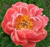 Coral Charm Peony