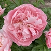 Faithful Dream Peony