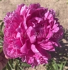 Glory Hallelujah Peony