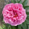 Kathy's Touch Peony