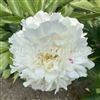 Kelway's Glorious Peony