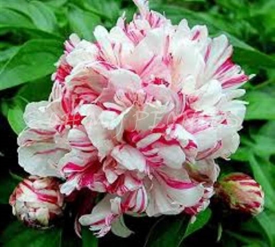 Kirinmaru Peony