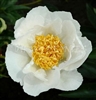 Krinkled White Peony