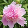 Lady Alexandra Duff Peony