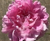 Lady Kate Peony