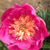 Largo Peony