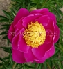 LeCharme Peony