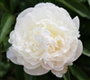 Lillian Wild Peony