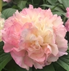 Lois' Choice Peony