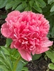 Lorelei Peony