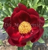 Mahogany Peony