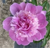 Mr. Ed Peony