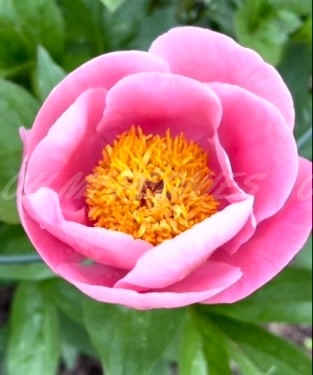 Mystic Pink Peony