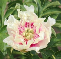 Oochigeas ITOH Peony