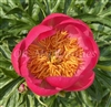 Paramount Peony