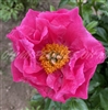 Paula Fay Peony