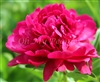 Paul M Wild Peony