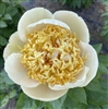 Quitzin Peony