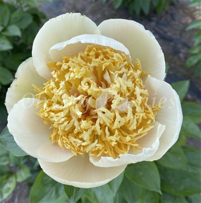 Quitzin Peony