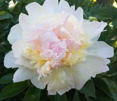 Raspberry Sundae Peony