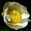 Roy Pherson's Best Yellow Peony