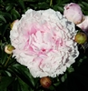 Sarah Bernhardt Peony