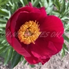 Scarlet O'Hara Peony