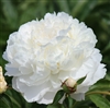 Shirley Temple Peony