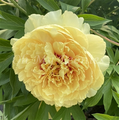 Sonoma Yedo Peony