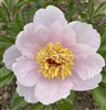 Sunday Chimes Peony