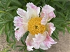 Tickle Me Pink Peony (Pending Registration)