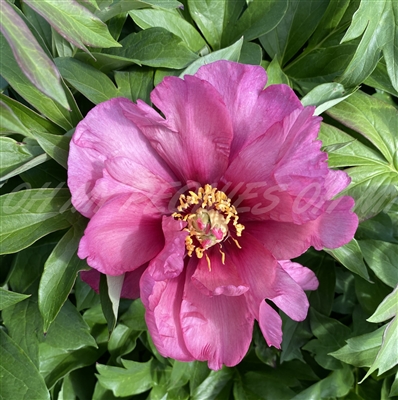 Yankee Doodle Dandy ITOH Peony