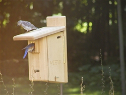 Bluebird House with Viewing Window