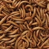 Live Mealworms