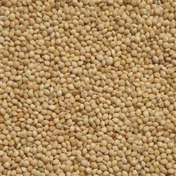 White Proso Millet