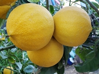 Bergamot orange