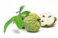 Sugar-apple is high in energy, an excellent source of vitamin C and manganese, a good source of thiamine and vitamin B6, and provides vitamin B2, B3 B5, B9, iron, magnesium, phosphorus, and potassium in fair quantities. The flesh is fragrant and sweet.