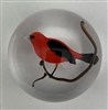 Rick Ayotte 1979 Male Scarlet Tanager