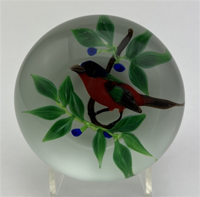 1982 Rick Ayotte Painted Bunting