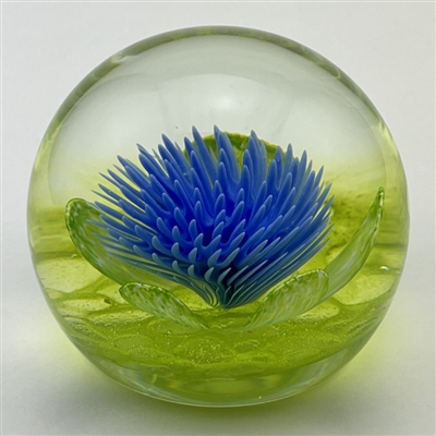 Caithness Anemone Glass Paperweight